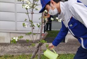 移植したハナミズキが満開です