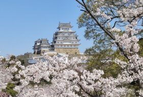 姫路城の桜と会社の桜
